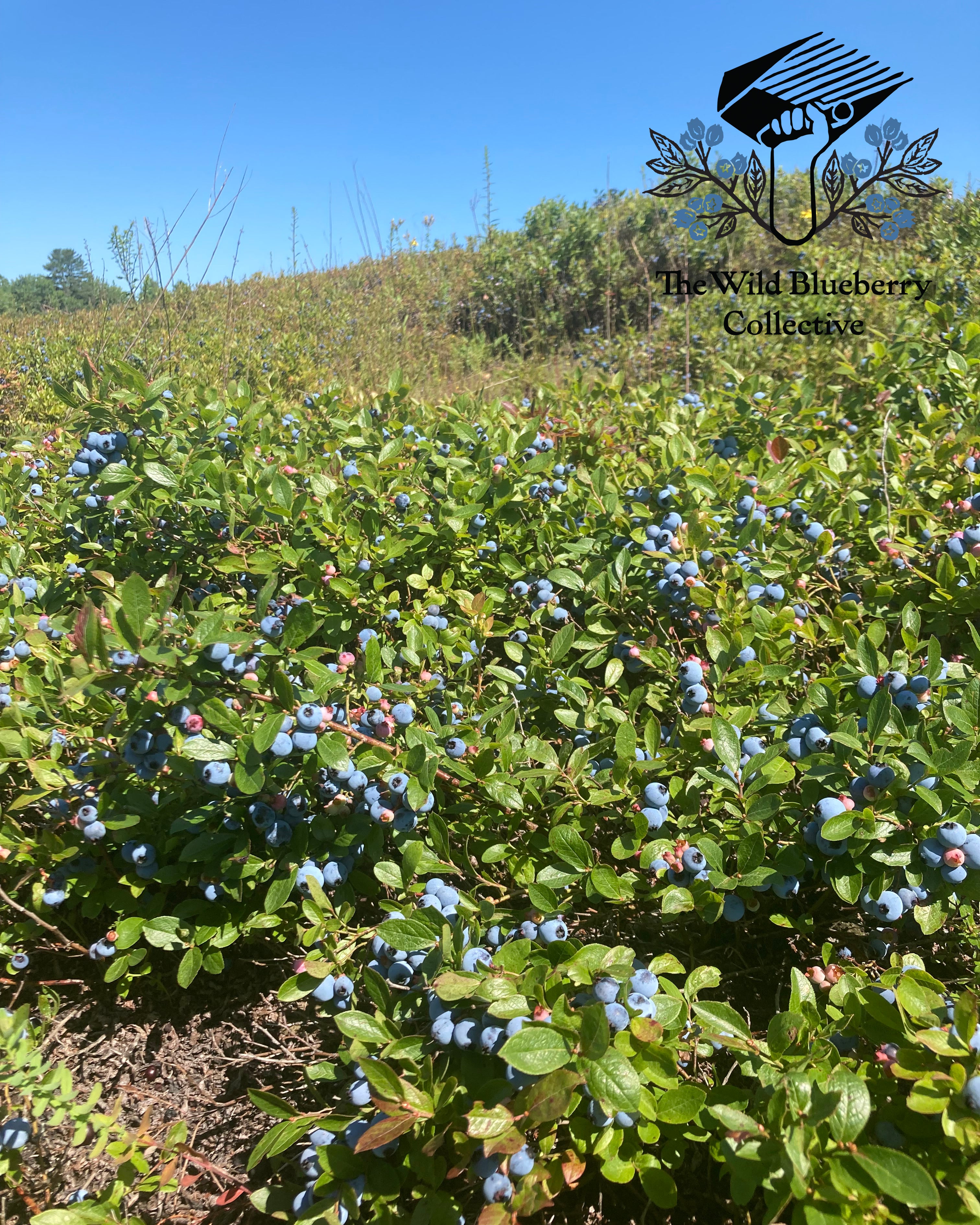 Blueberry bushes at the Wild Blueberry Collective.
